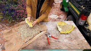 Harvesting Sunflower Seeds!  // Garden Answer