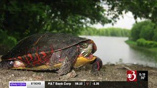 Don’t touch turtles, says Vermont Fish and Wildlife