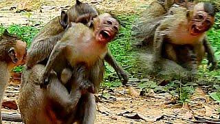 Breaking Heart Pity Small Was Attack By Janet | Baby Monkey Cries So Loudly Jerking Body