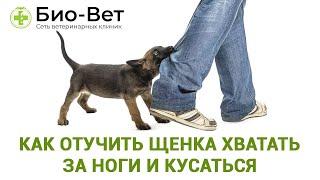 Как отучить щенка хватать за ноги и кусаться // Сеть Ветклиник Био-Вет