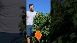 Grow Giant Pepper Plants ️