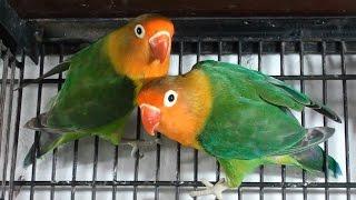 Lovebirds. How to buy a new pet bird