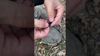 Survival bushcraft skills  