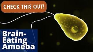 Brain-Eating Amoeba | Check This Out!