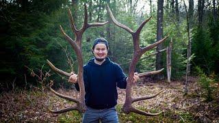 The First Elk Antlers of 2024! My biggest set to date #antlers #elk #shedhunting