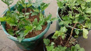 अगस्त महीने में गुलदाऊदी को ऐसे लगाए , सर्दी में फूल ही फूल पाए/Chrysanthemums plant