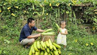 Harvesting sponge gourd goes to the market sell/XuanTruong