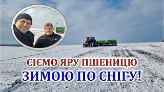 Сіємо яру пшеницю зимою по снігу!