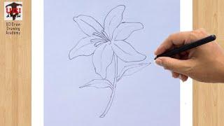 How to Draw a Lily Flower Outline | Easy Lily Drawing Step by Step Sketch