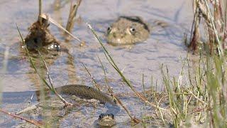 Hungry grass snakes search for frogs / Hungrige Ringelnattern suchen nach Fröschen