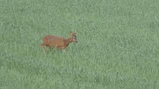 Roe buck .243