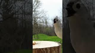 Tufted titmouse talks and takes a peanut