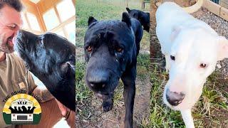 We had the honor of rescuing five beautiful, strong Cane Corso mixes | The Asher House