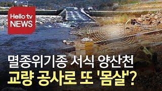 멸종위기종 서식 양산천…교량 공사로 또 '몸살'?