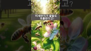 미세먼지 속에서 길을 잃는 곤충이있다 #30초과학 #과학상식 #생활과학 #미세먼지 #꿀벌
