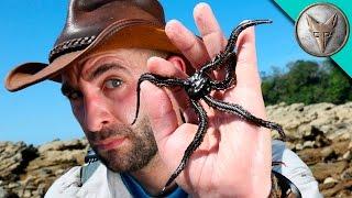 Creepy Tide Pool Creatures!