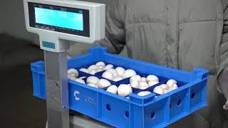 Gulf Mushroom Product Company