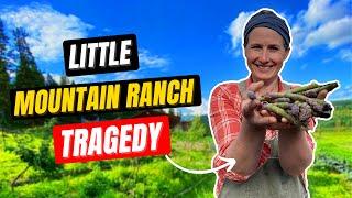 What Really Happened to Little Mountain Ranch? Little Mountain Ranch Adoption | Husband | Family