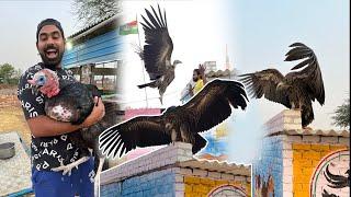 We Rescued Worlds Largest Bird - VULTURE 