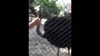 Ostrich hand-feeding