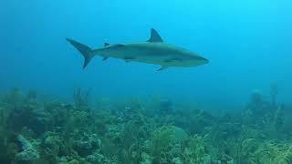 Scuba Diving in Belize Feb 2022