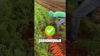 Морковка за 5 дней!  #дача #огород