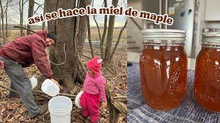  tradición con mi familia   COMO SE HACE LA MIEL DE MAPLE?