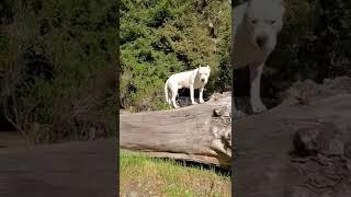 Dogo Argentino Is King              #dogoargentino #bhfyp #dogo #dogopower #dog #nature #fyp