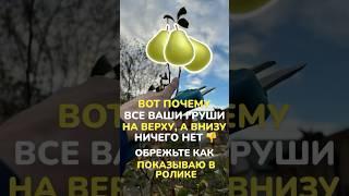 #обрезкадеревьев #обрезкасада #обрезкаяблони #обрезкагруши #сад #осенняяобрезкасада #садоводство