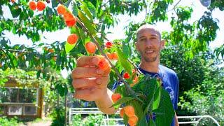 How to Grow Cherries, Complete Growing Guide and Harvest