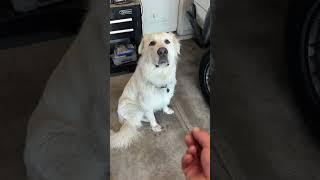 Catching a peanut #gandalf #greatpyrenees