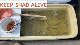 DIY Filtered, Aerated, and Circulated, Shad Bait Tank Build: keep shad alive!