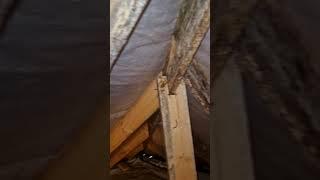 Грибок на стропилах. Неомид в помощь.