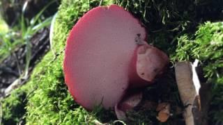 The Beefsteak/Ox tongue - Fistulina hepatica