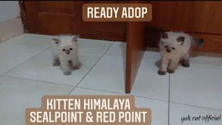 Kitten Himalaya usia 2 bulan kucing himalaya sealpoint dan red point