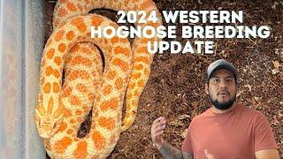 2024 Western Hognose Breeding Update: Insights, Successes, and New Clutches!