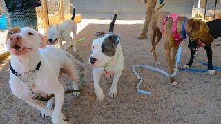 Dog TV Daycare for Tuesdays