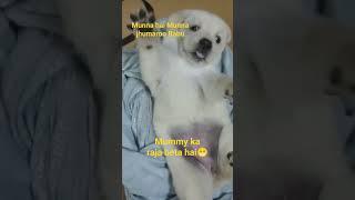 mummy  ka raja beta cute baby puppy #viral #youtubeshorts #viralvideo #dog #labradoor #shortvideos