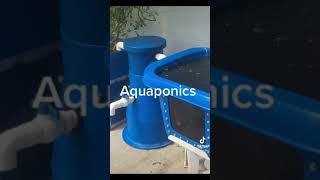 Backyard Aquaponics system design COMING SOON!!