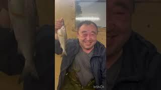 Рыбалка в Боровом на пелядь