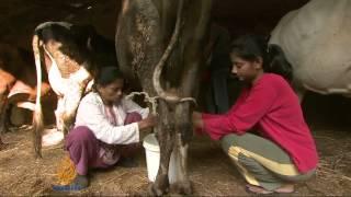 India's flourishing dairy industry