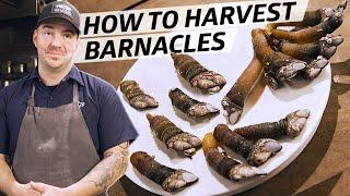 How to Harvest and Cook Gooseneck Barnacles — Deep Dive