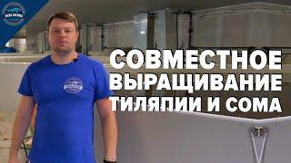 Эксперимент совместное выращивание тиляпии и сома