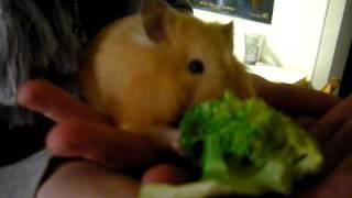 Hamster verschlingt Broccoli (Brokkoli)