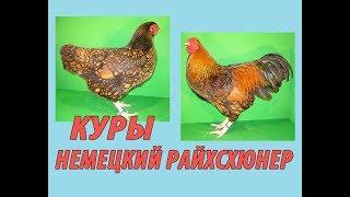 Редкая порода кур-Куры Немецкий Райсхюнер Содержание редких кур