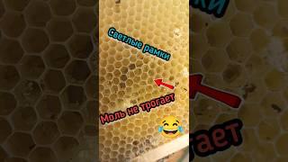 Как хранить рамки? Выход есть! #мед #bee