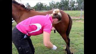 Horse Castration Standing by Dr Louise Cosgrove (Equine Vet)