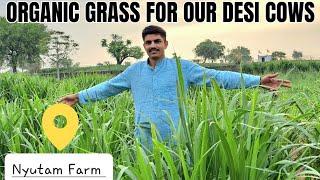 ये Green Grass डालते है हम अपनी Desi Cows को | Nyutam Farm