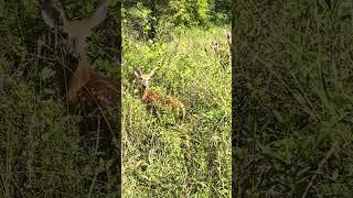 Baby deer with their mamas  #whitetaildeer #deerhunting #hunting #deer #deerhunter