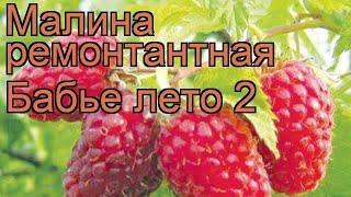 Малина ремонтантная Бабье лето 2 (babie leto)  обзор: как сажать, саженцы малины Бабье лето 2